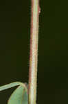 Hairy small-leaf ticktrefoil